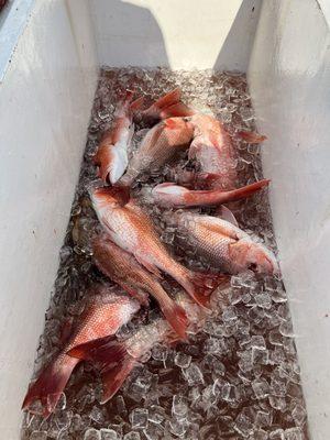 Red Snapper in season but Amber Jacks a few days away.