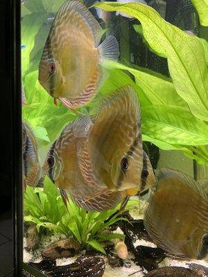 The group of wild caught blue discus