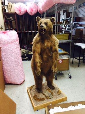 Taxidermy Bear Shipped!