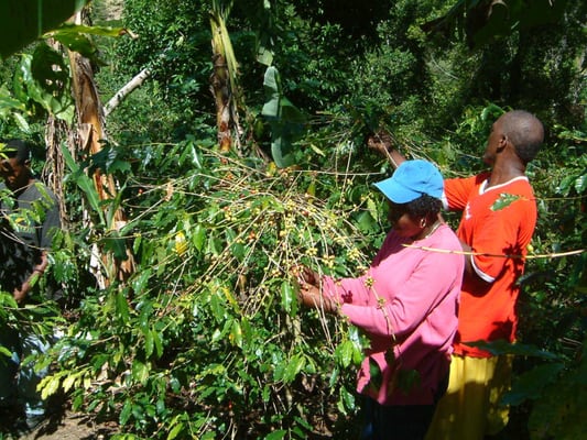 Our Coffee is harvested by hand on our farms in Jamaica's Blue Mountains