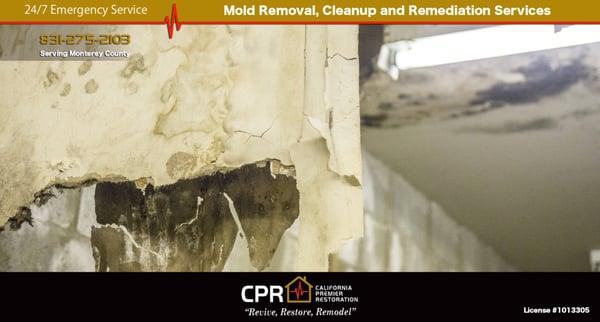 Mold Removal, Cleanup and Remediation Services