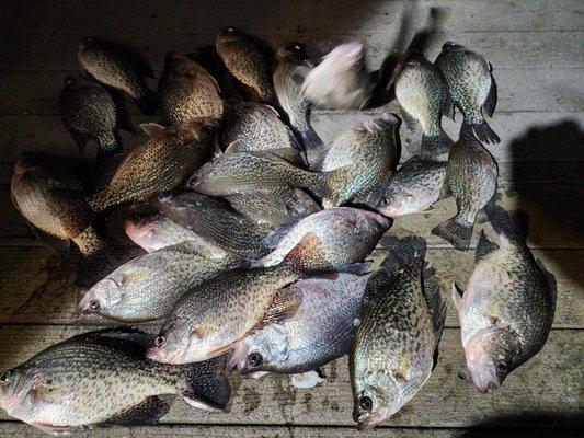 Tuffies just right for crappie.