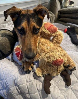 Turbo and his moose from my recent Canada trip