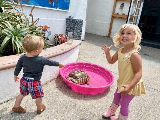 We got to watch the tortoise take a bath. So exciting for the little ones!