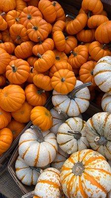 Mini pumpkins