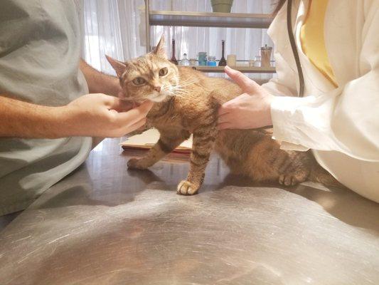 Lolita getting checked by Dr. Kreiger and her assistant.