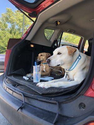 Sissy & Gypsy love the fruiteslicios cups to drink out of when we go on trips ( the straw was just for the photo op