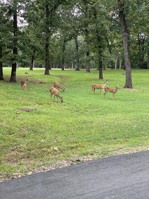 Deer on the course