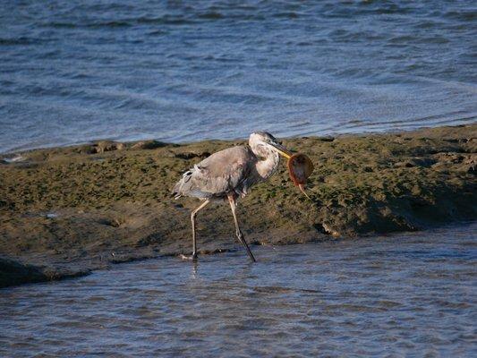 Someone found dinner!