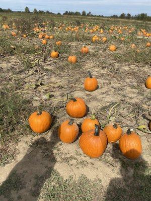 Pumpkin Patch .40 cents per pound