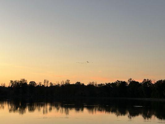 Trees and birds