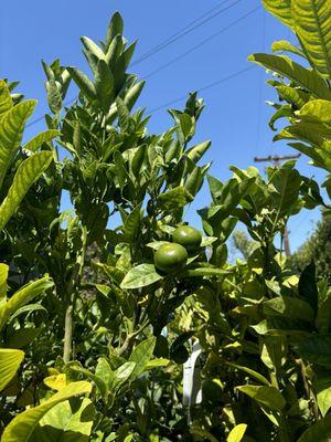 citrus trees