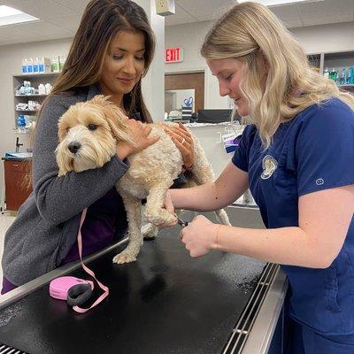 A Kelsey Canine licensed veterinary technician and assistant performing a nail trim on a goldendoodle.