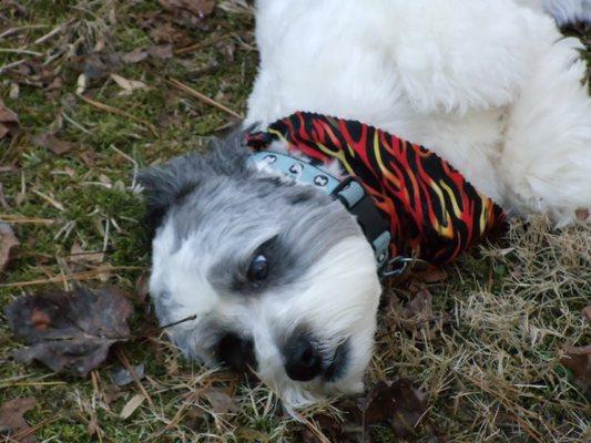 A great hair cut from the staff at Paws N Pearls.