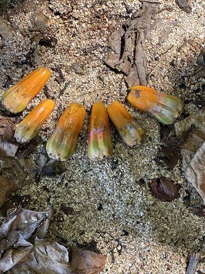 Beautiful 'candy corn' like droppings along a few parts of the trail.