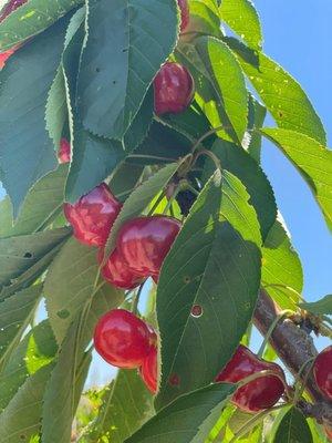 Cherries