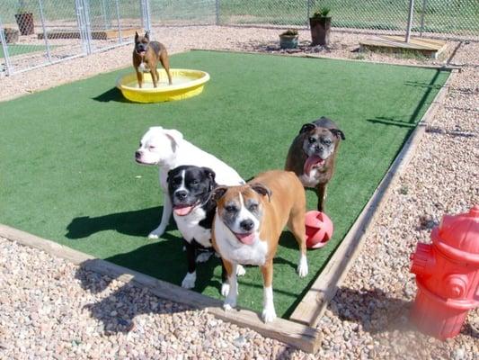 Large exercise yard where dogs from the same family can play