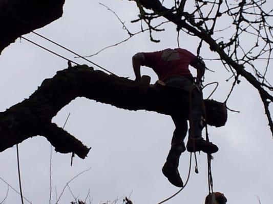 Removing a large Cherry tree.