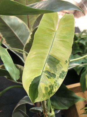 Philodendron Burle Marx Variegated