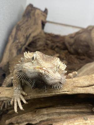 Bearded dragon with broken jaw plus infected lip that needs veterinarian care ASAP