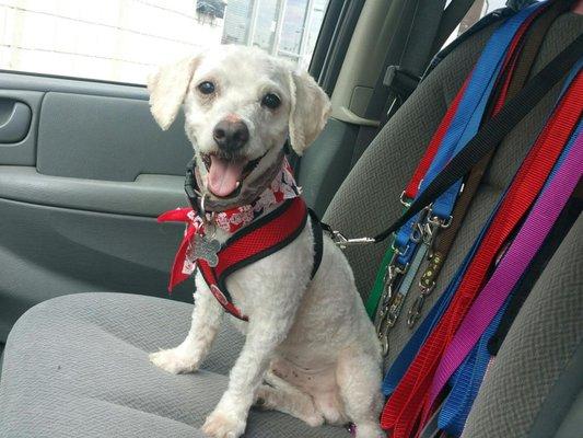 And this Bear AFTER his grooming from Christina!! Such a happy boy, and Christina is an angel for helping him! Handsome!