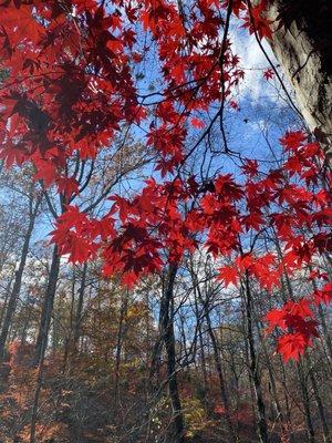 Red Japanese Maple