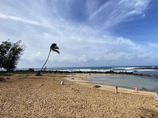 Beach view with resting turtles