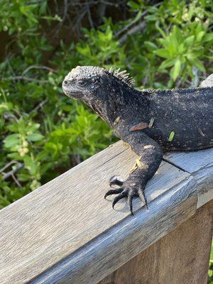 Marine Iguana, Galápagos