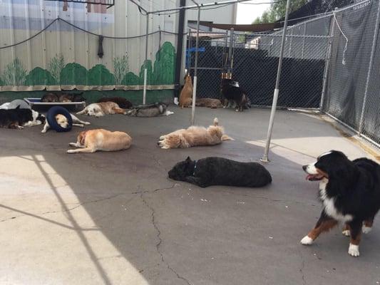 Dog heaven- shade lounging on a sunny afternoon. Mine is the one who's airing out in the middle of the pack.