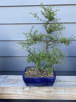 Chinese Elm