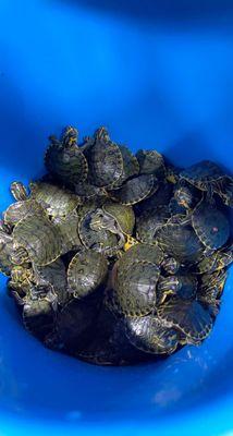 Turtles kept in very small bucket and most likely suffocating