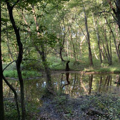 Random swamp within the highway loop trail.