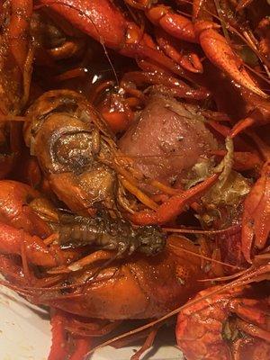 Crawfish and bug