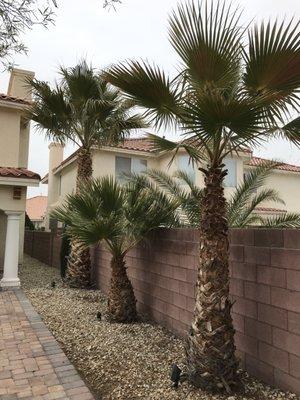 Trimmed palms looking great!  All the weeds on the side of the house -- sayonara!