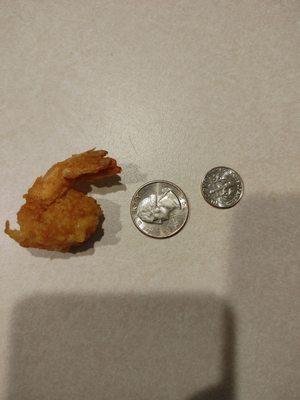 Comparison size of medium-size fried shrimp