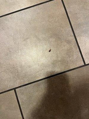 A roach in the women's locker room