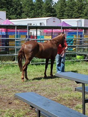 Pretty horse