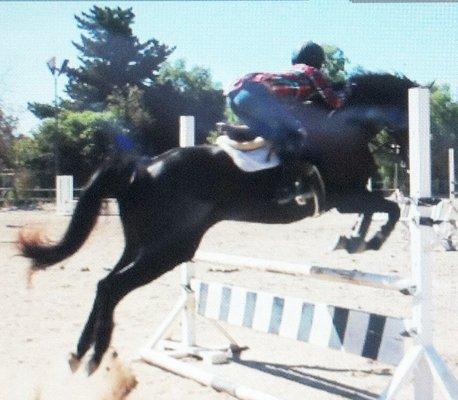 FOR SALE:This 16 h Black Appendix gelding is for sale. Jumps 3'+. Show miles.Sound. Trail.