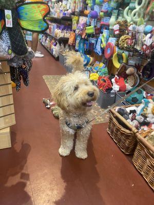 Max loves playing with the toys in the store