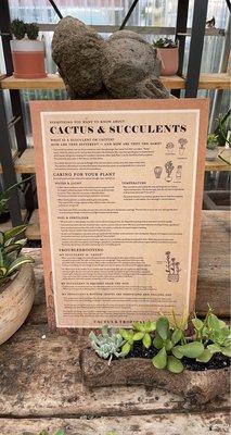 cactus and succulents care