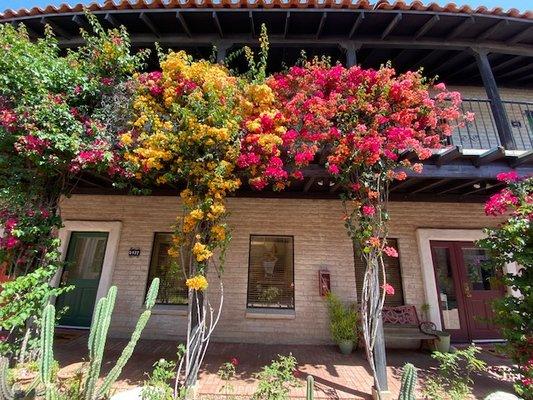 Our beautiful courtyard here in Tucson, AZ