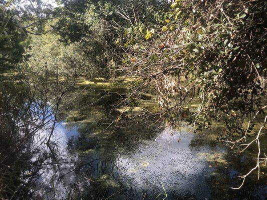 Gumbo Limbo Trail