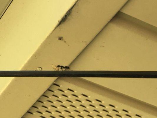 Carpenter ants using a telephone wire to gain access to an attic