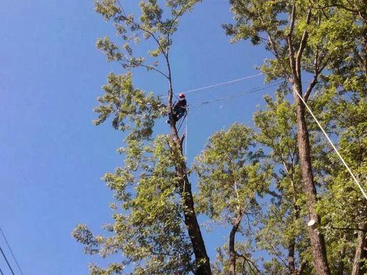 Pulling a tree away from a three phase in Holts summit MO.