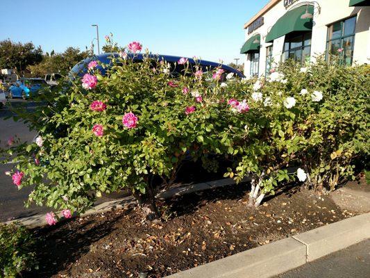 Stop and smell the white roses in front... Or the pink ones walking toward Trader Joe's. Vibrant fragrance!