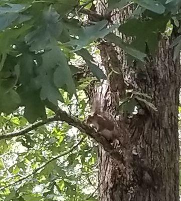 A cute Squirrel in our tree