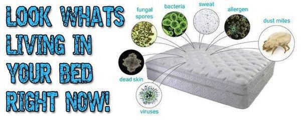 LOOK WHAT'S LIVING IN YOUR MATTRESS!!!