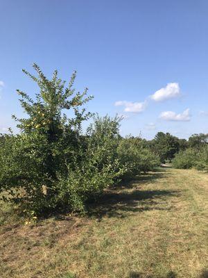 Rows of more mature trees (they also have many smaller trees)