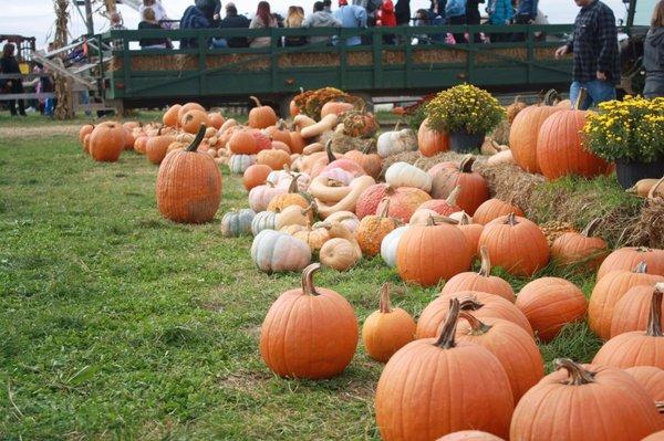 Beautiful selection of pumpkins