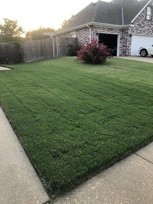 Side of yard with comparison to the neighbor who uses another lawn service